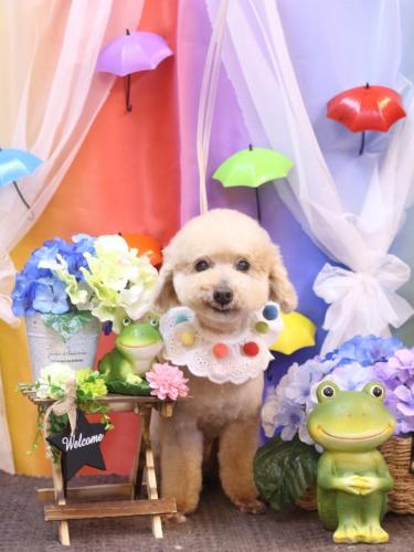 20230606あくびちゃん